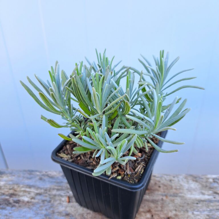 Lawenda pośrednia 'Grosso'