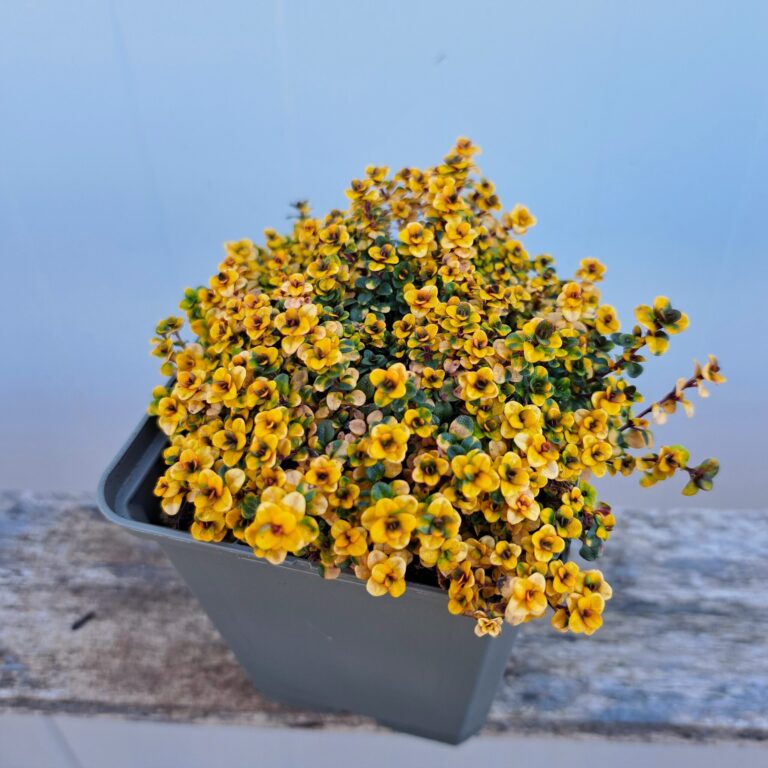 Macierzanka 'Doone Valley'