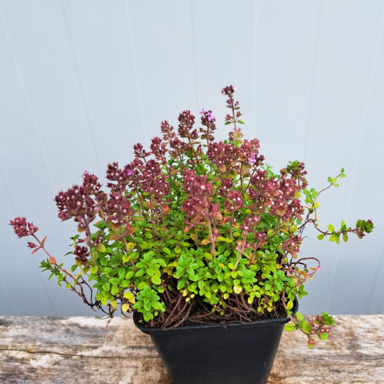 Macierzanka 'Doone Valley'