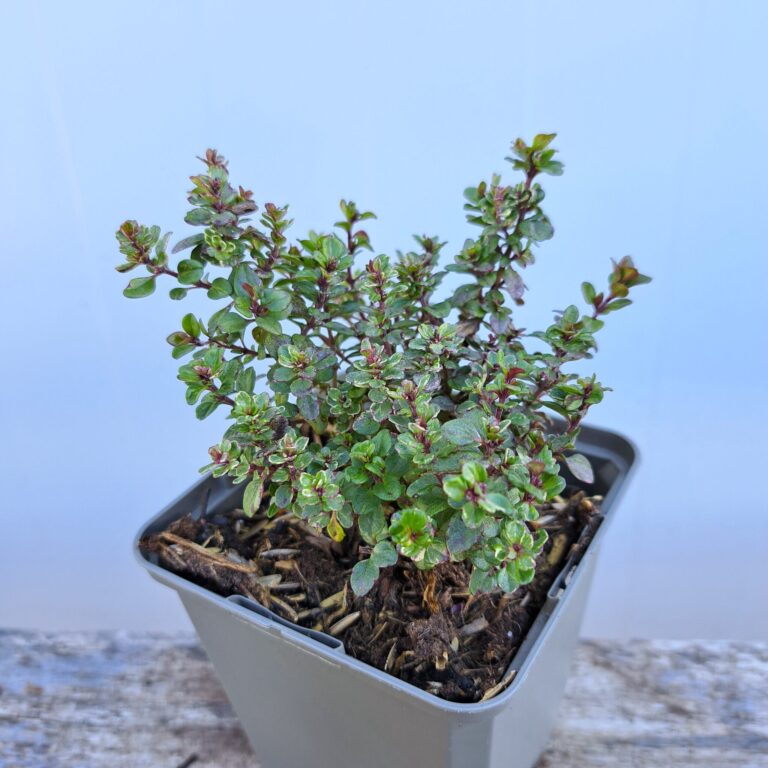 Macierzanka cytrynowa 'Silver Queen'