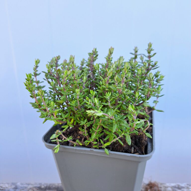 Macierzanka pospolita 'Compactus'