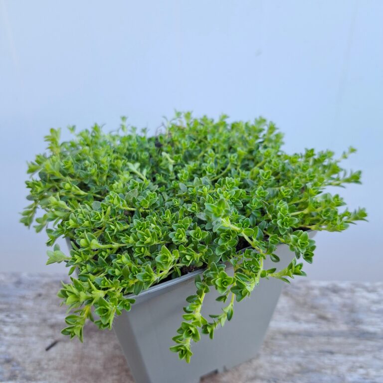 Macierzanka wczesna 'Albiflorus'