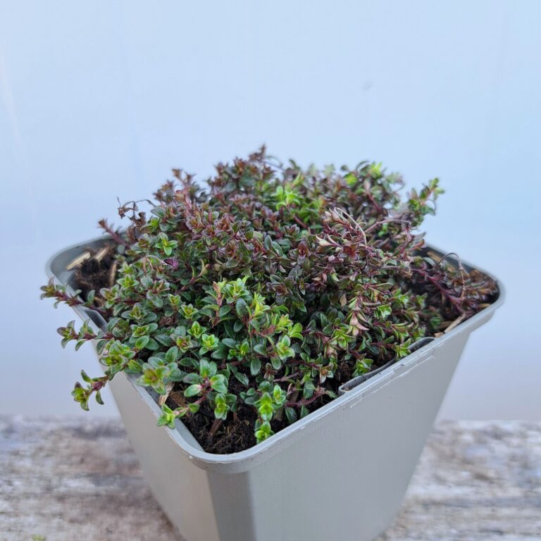 Macierzanka wczesna 'Red Carpet'