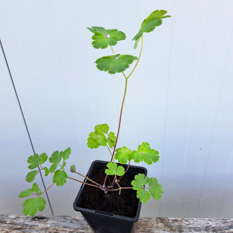 Orlik pospolity 'Black Barlow'