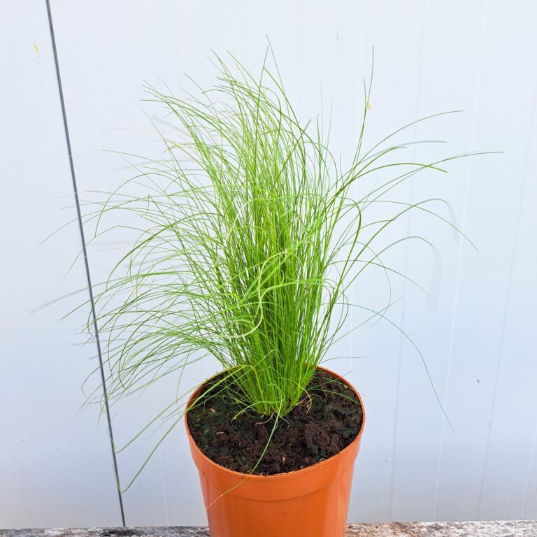Ostnica cieniutka 'Ponytails'