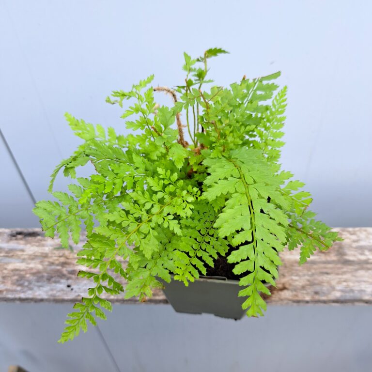 Paprotnik szczecinkozębny 'Proliferum'