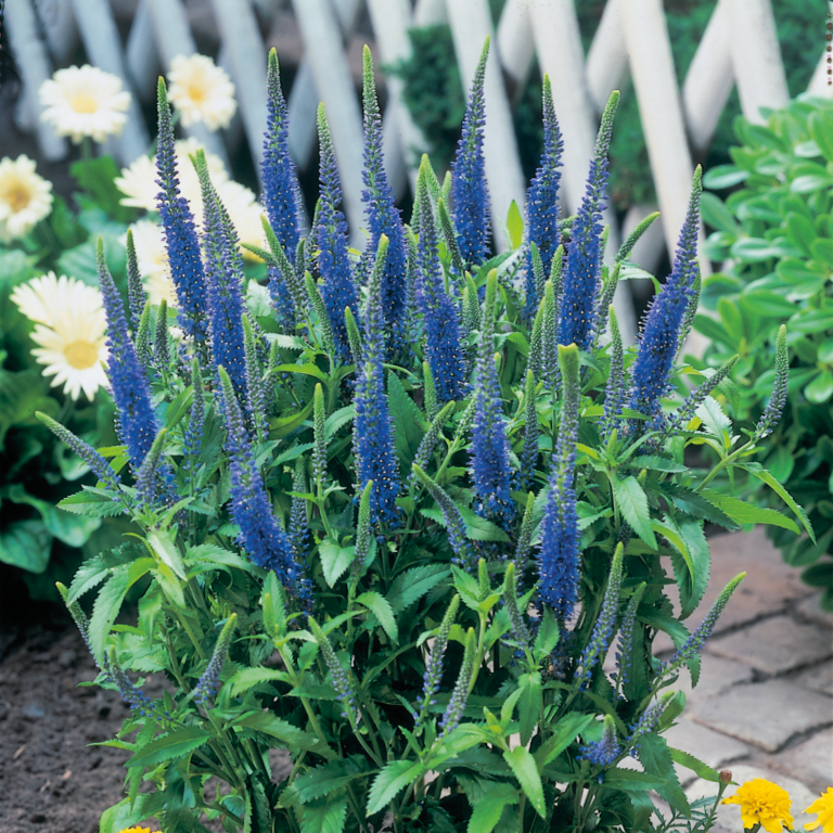 Przetacznik kłosowy 'Ulster Dwarf Blue'