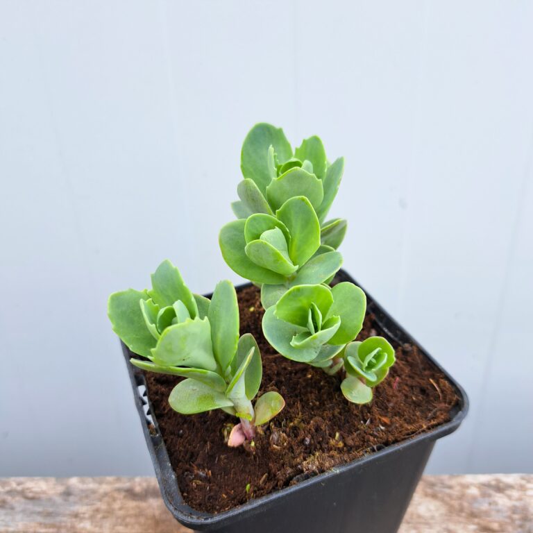 Rozchodnik okazały 'Brillant'