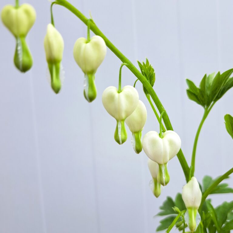 Serduszka okazałe 'Alba'