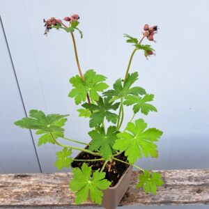 Bodziszek korzeniasty 'Bevan’s Variety’ Geranium macrorrhizum (P9)