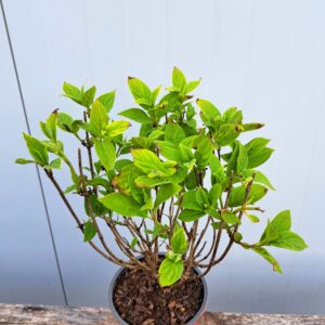 Hortensja bukietowa 'Magical Candle’ – Hydrangea paniculata 'Magical Candle’ (P12)