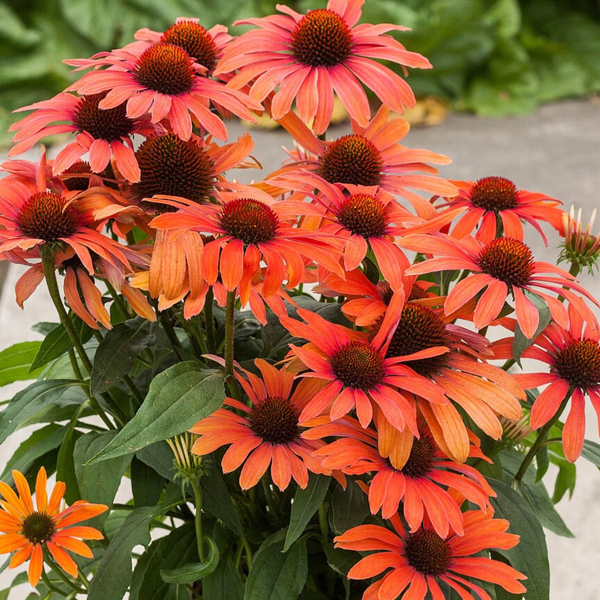 Jeżówka purpurowa 'Julia’ – Echinacea purpurea 'Julia’ (P11)
