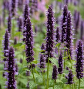 Kłosowiec 'Black Adder’ – Agastache 'Black Adder’ (P9)