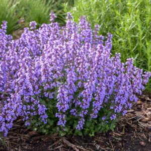 Kocimiętka 'Cat’s Pajamas Blue’ – Nepeta 'Cat’s Pajamas Blue’ (P11)