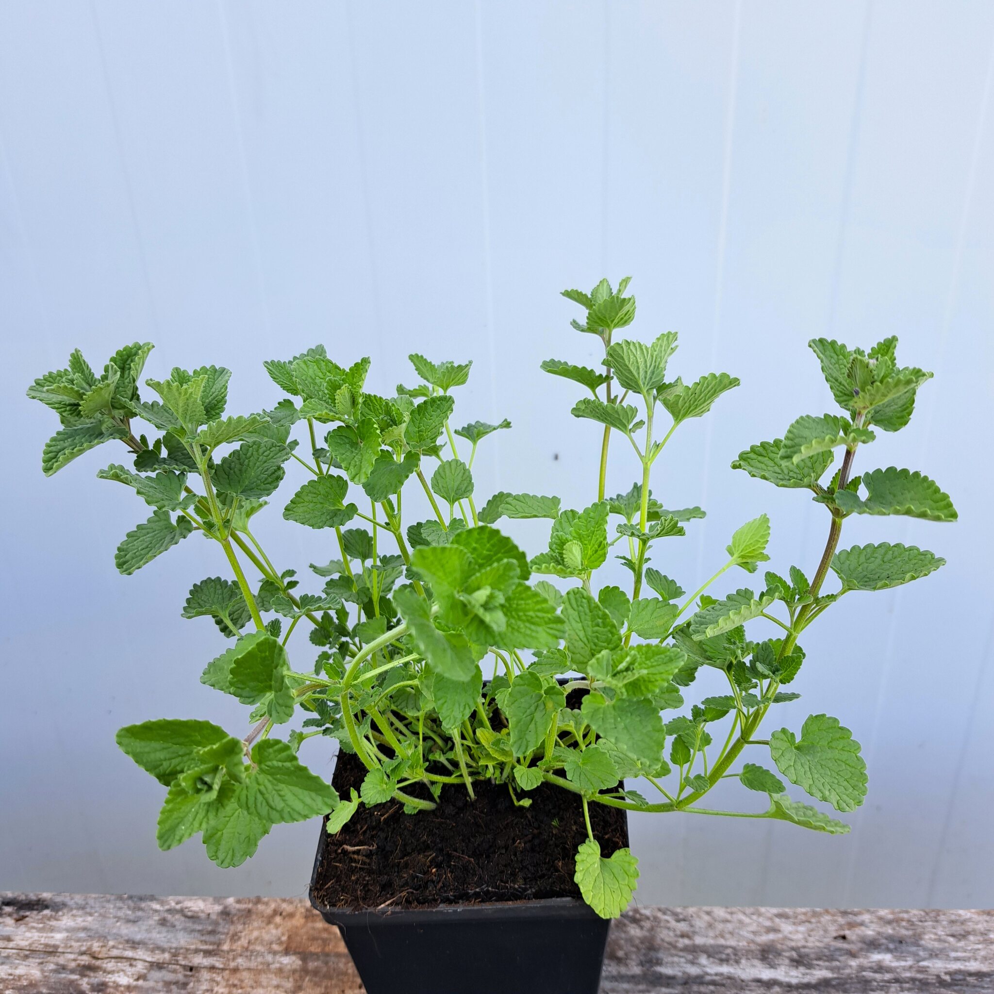 Kocimiętka Faassena – Nepeta faasseni (P11)