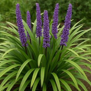 Liriope szafirkowe 'Big Blue’ – Liriope muscari 'Big Blue’ (P9)