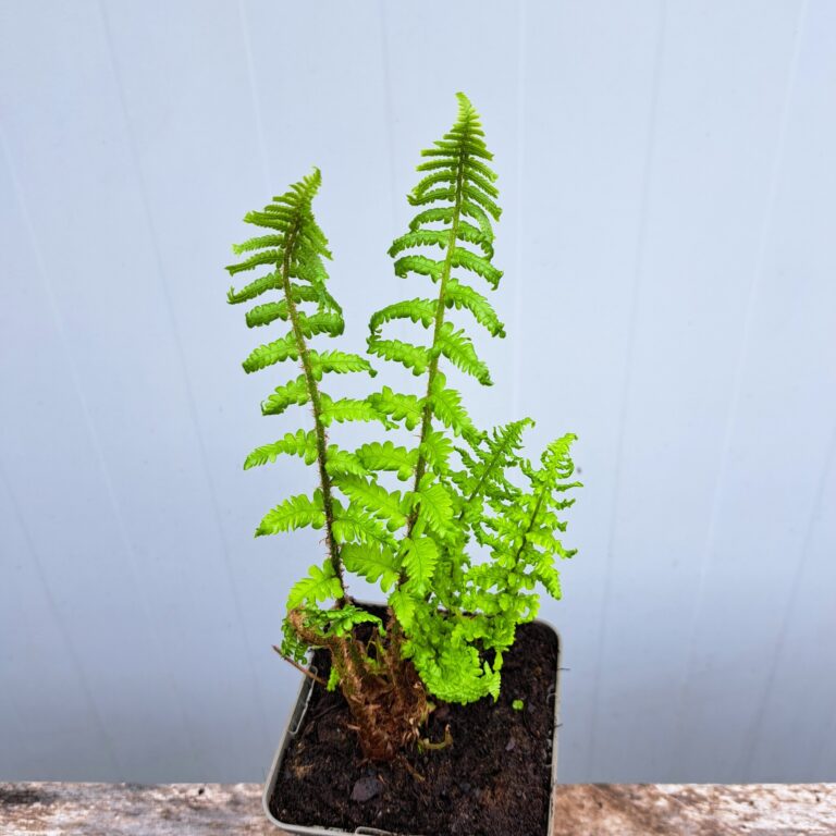 Nerecznica samcza 'Crispa Cristata'