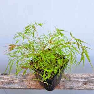 Parzydło leśne 'Kneiffii’ – Aruncus dioicus 'Kneiffii’ (P11)