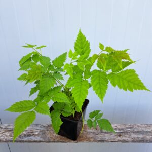 Parzydło leśne – Aruncus dioicus (P11)