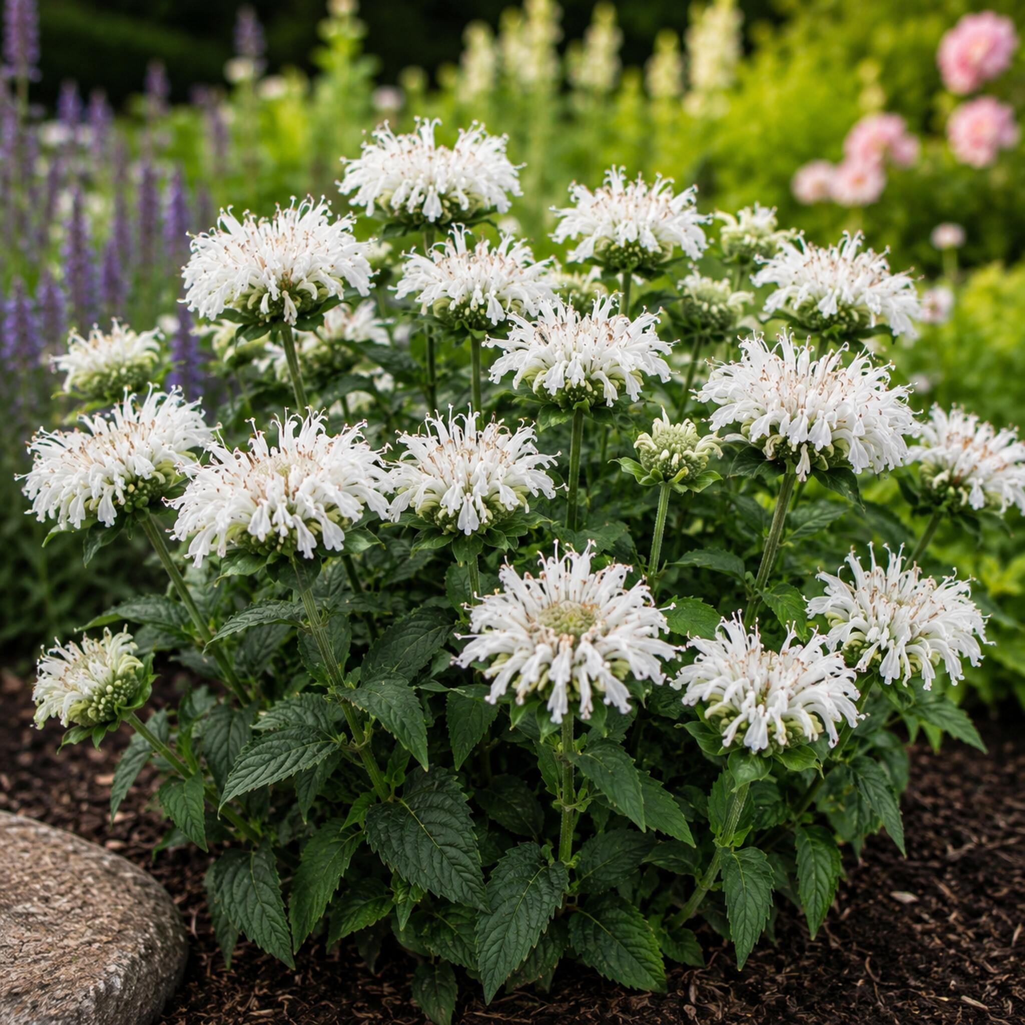 Pysznogłówka ogrodowa 'Bee-Bright’ – Monarda hybrida 'Bee-Bright’ (P11)