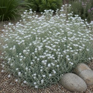 Rogownica kutnerowata – Cerastium tomentosum (P9)