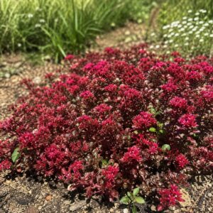 Rozchodnik kaukaski 'Coccineum’ – Sedum spurium 'Coccineum’ (P11)