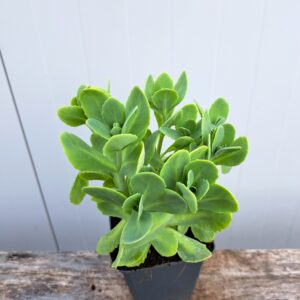 Rozchodnik okazały 'Stardust’ – Sedum spectabile 'Stardust’ (P9)