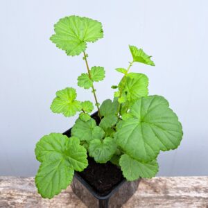 Wiązówka błotna – Filipendula ulmaria (P11)