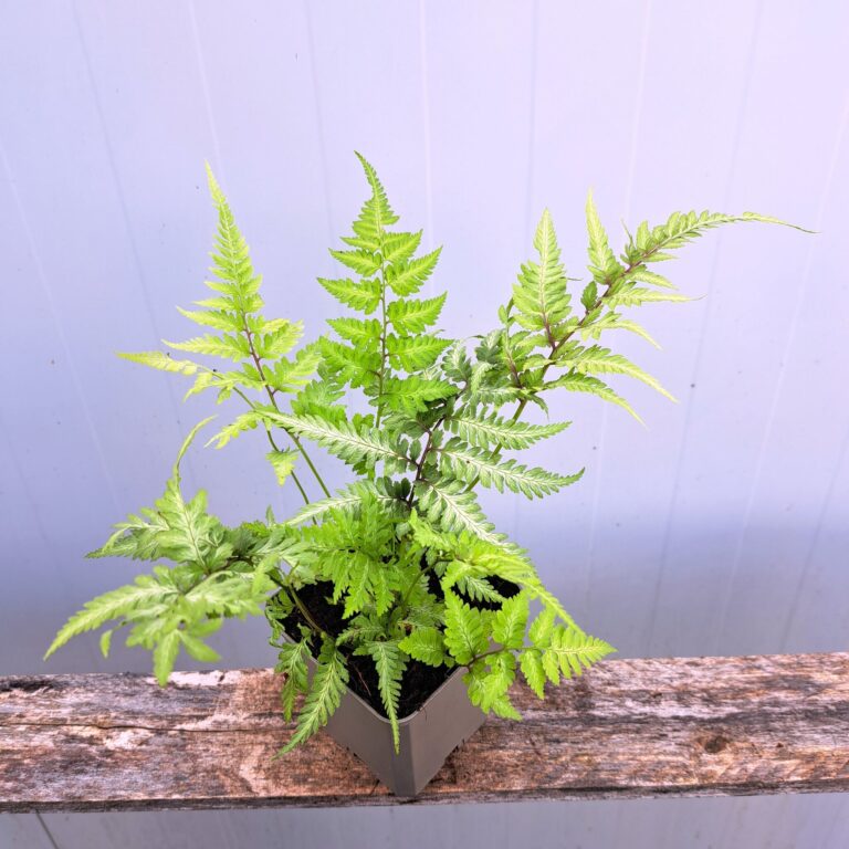 Wietlica japońska 'Metalicum'
