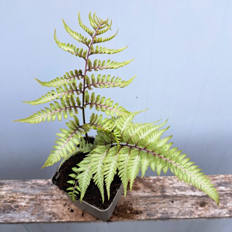 Wietlica japońska 'Metalicum'