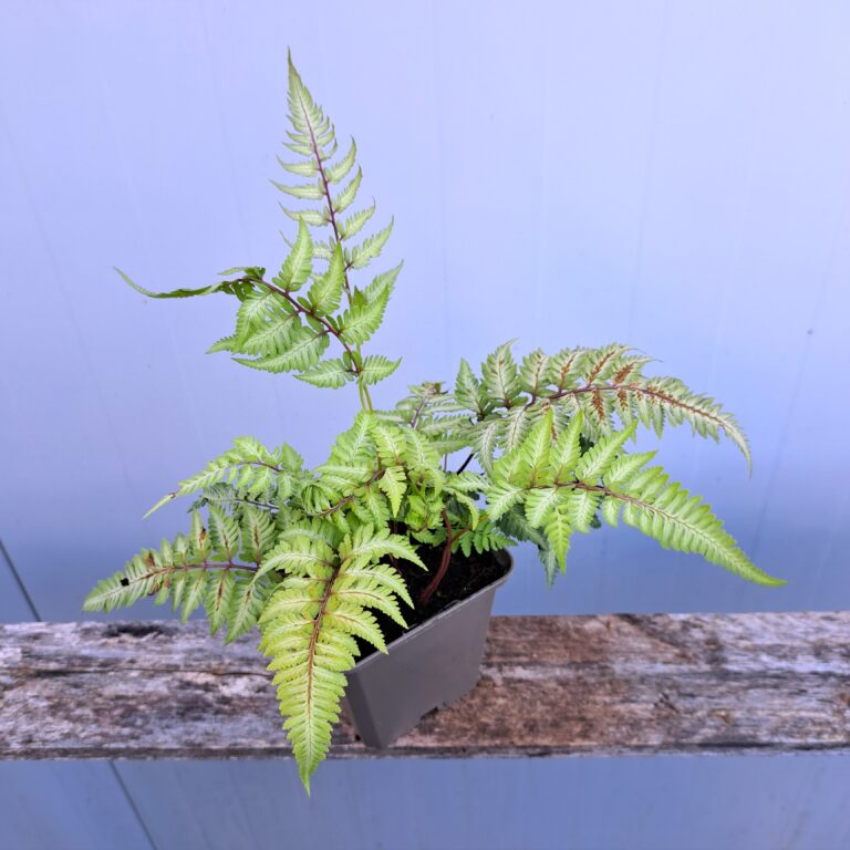 Wietlica japońska 'Pewter Lace'