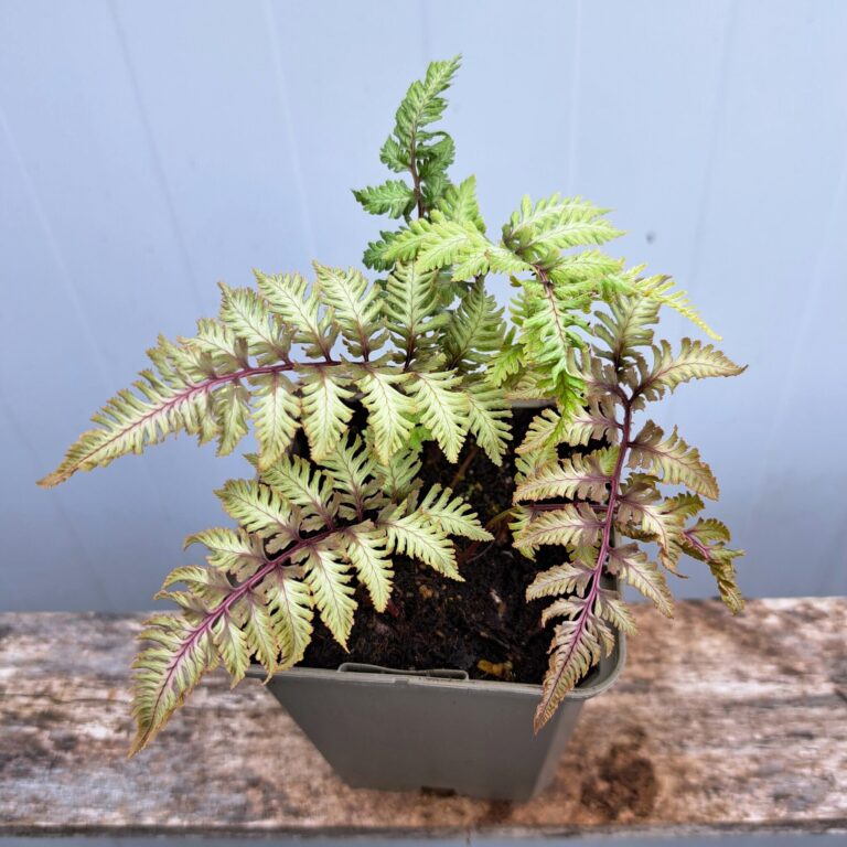 Wietlica japońska 'Pewter Lace'