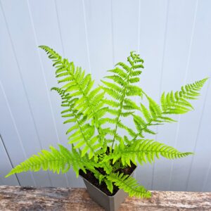 Wietlica samicza 'Lady in Red’ – Athyrium filix-femina 'Lady in Red’ (P9)