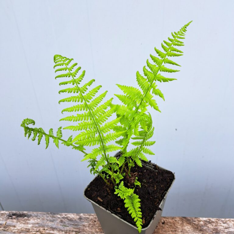 Wietlica samicza