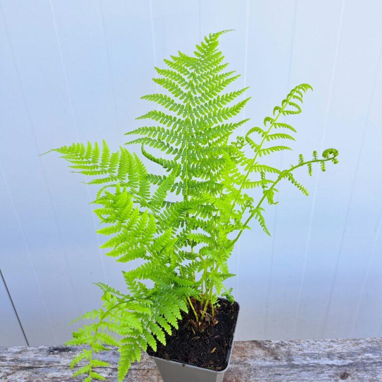 Wietlica samicza