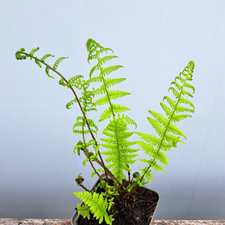 Wietlica samicza 'Rotstiel'