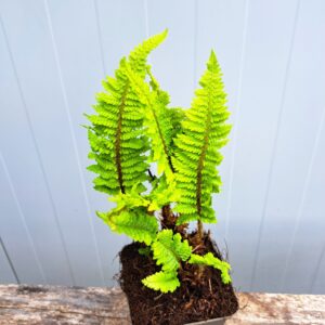 Paprotnik szczecinkozębny 'Congestum’ – Polystichum setiferum 'Congestum’ (P9)