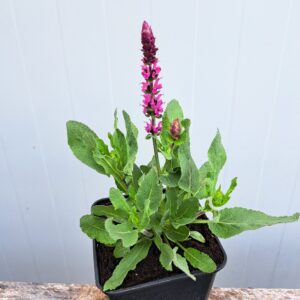 Szałwia omszona 'Caradonna Compact Rose’ – Salvia nemorosa 'Caradonna Compact Rose’ (P11)