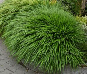 Hakonechloa smukła – Hakonechloa macra (P9)