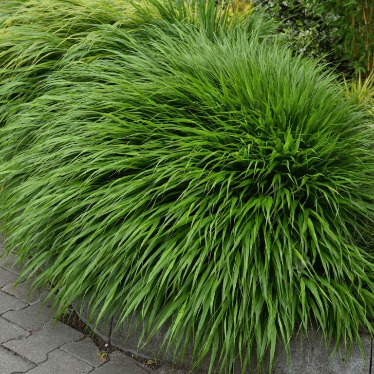 Hakonechloa smukła
