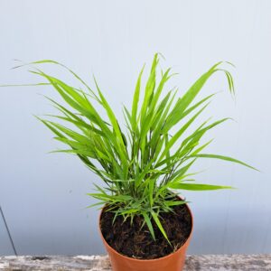 Hakonechloa smukła 'Beni Kaze’ – Hakonechloa macra 'Beni Kaze’ (C2)