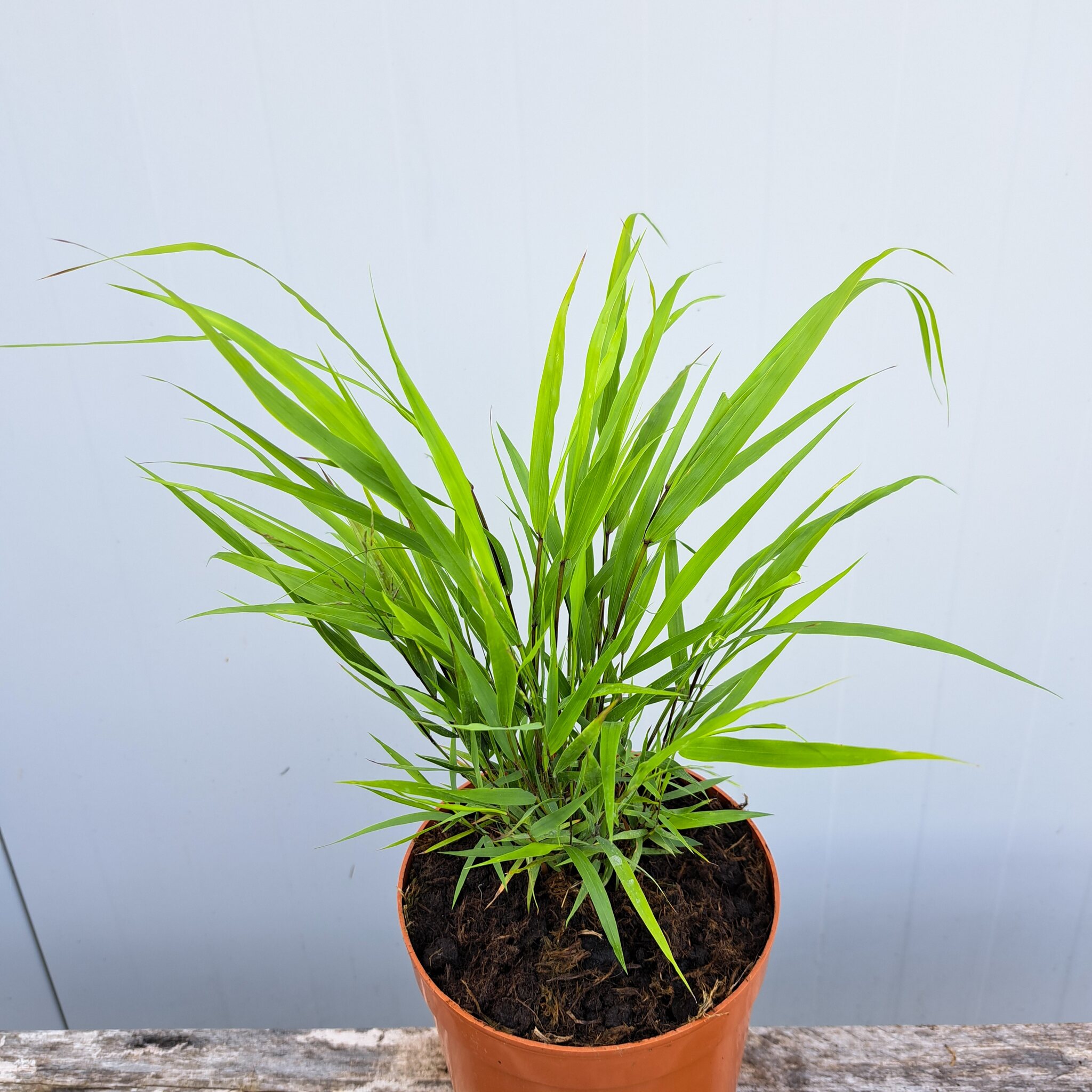 Hakonechloa smukła 'Beni Kaze'