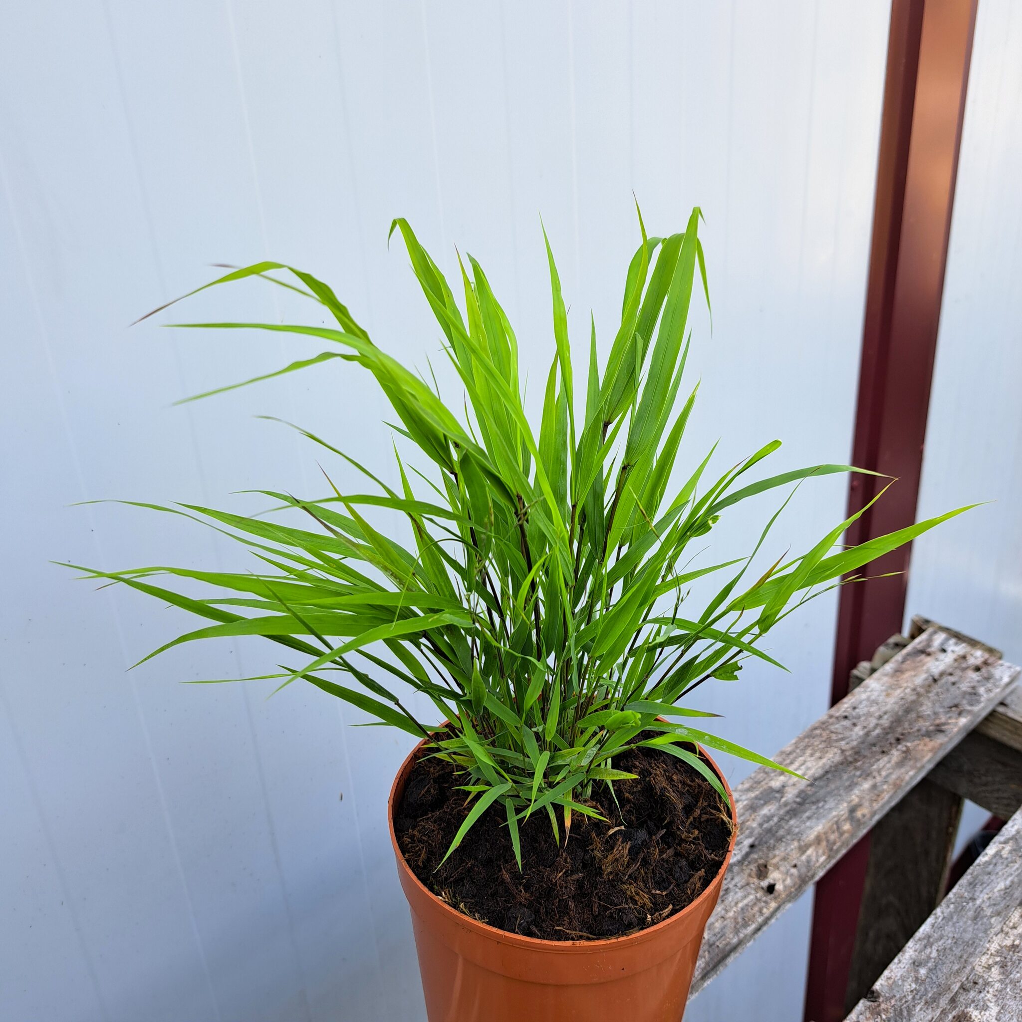 Hakonechloa smukła 'Beni Kaze'