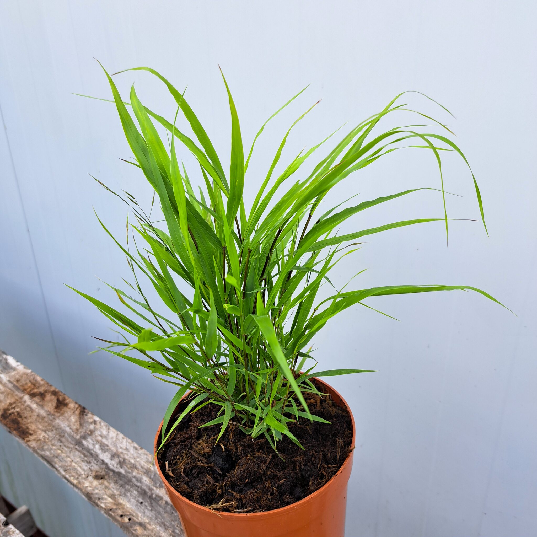 Hakonechloa smukła 'Beni Kaze'