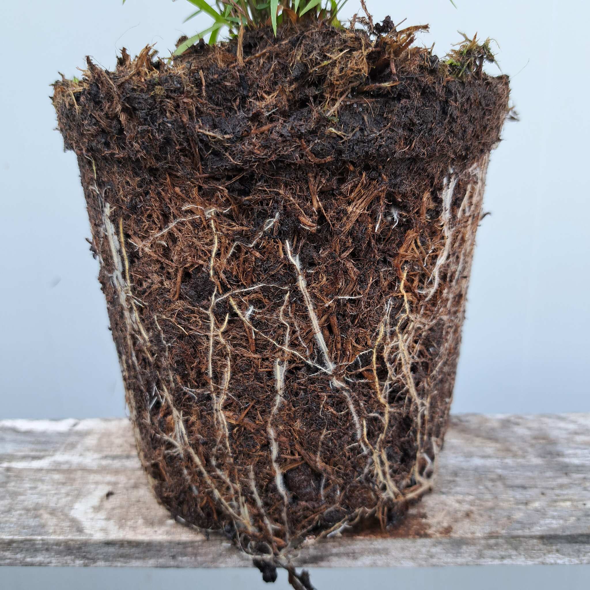 Hakonechloa smukła 'Beni Kaze'