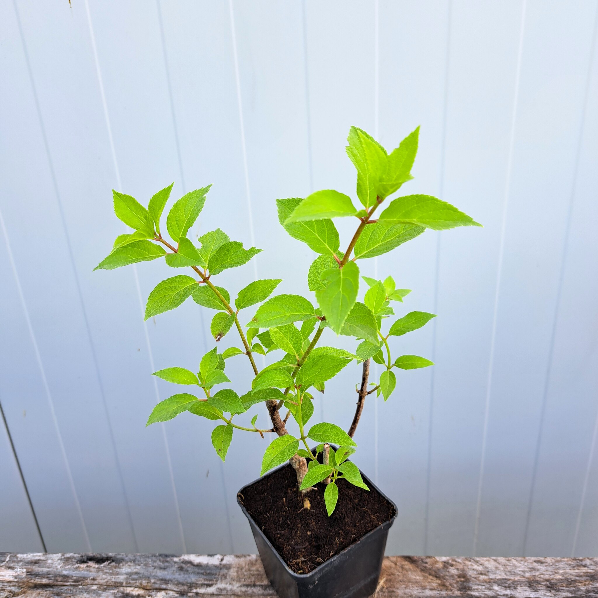 Hortensja bukietowa 'Polar Beart'