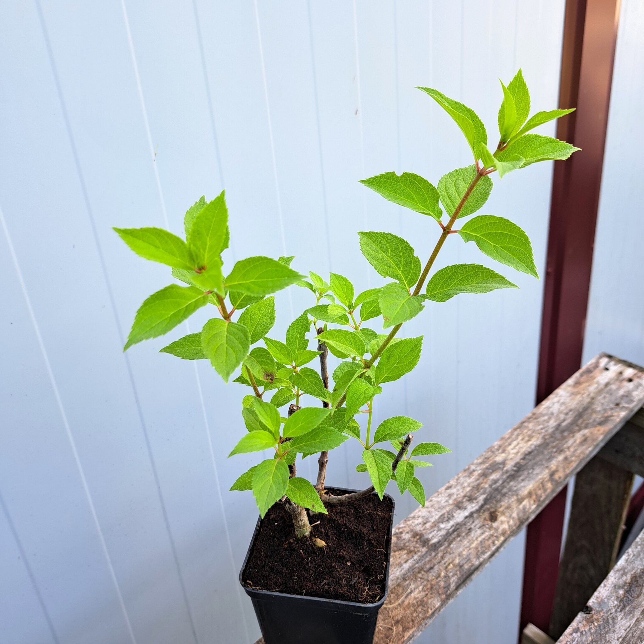 Hortensja bukietowa 'Polar Beart'