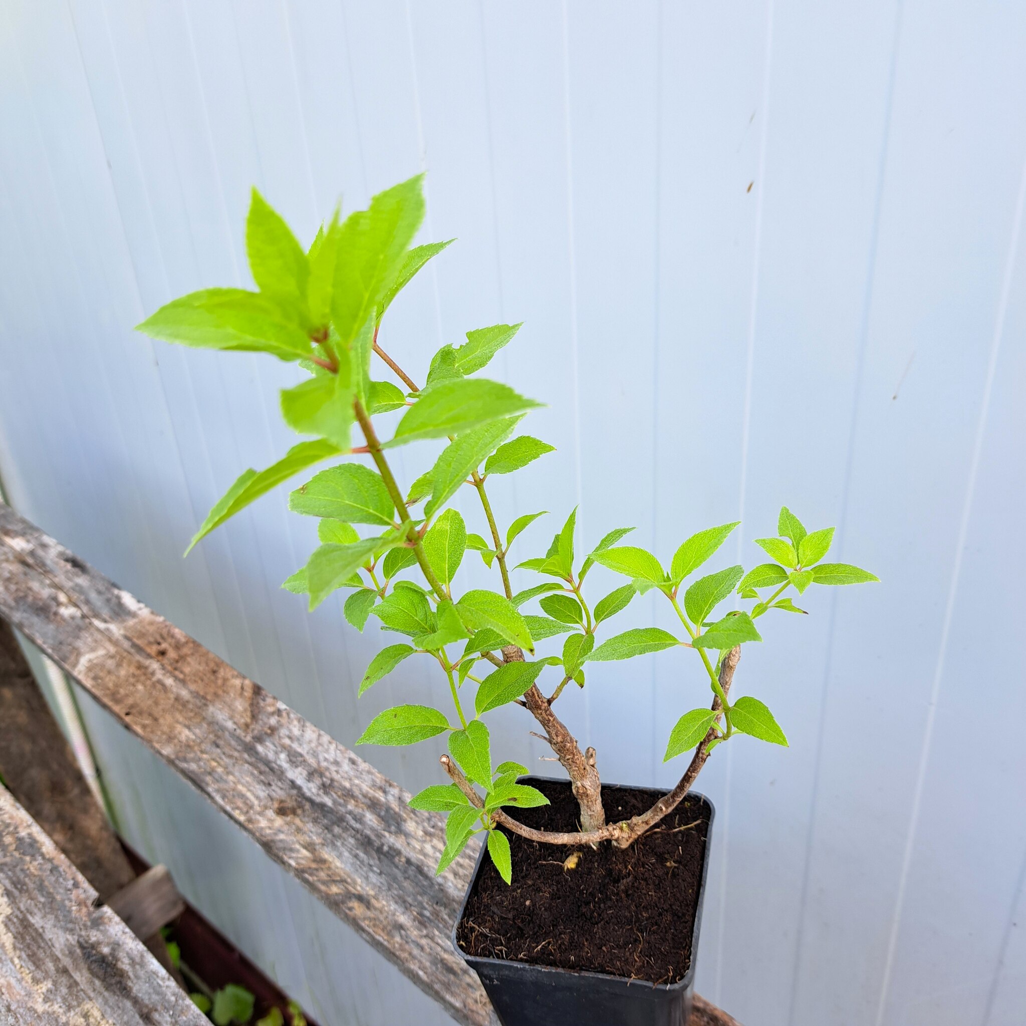 Hortensja bukietowa 'Polar Beart'