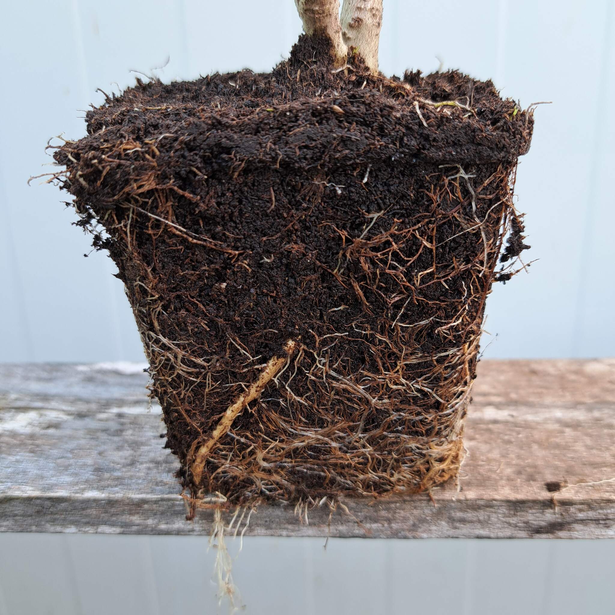 Hortensja bukietowa 'Polar Beart'