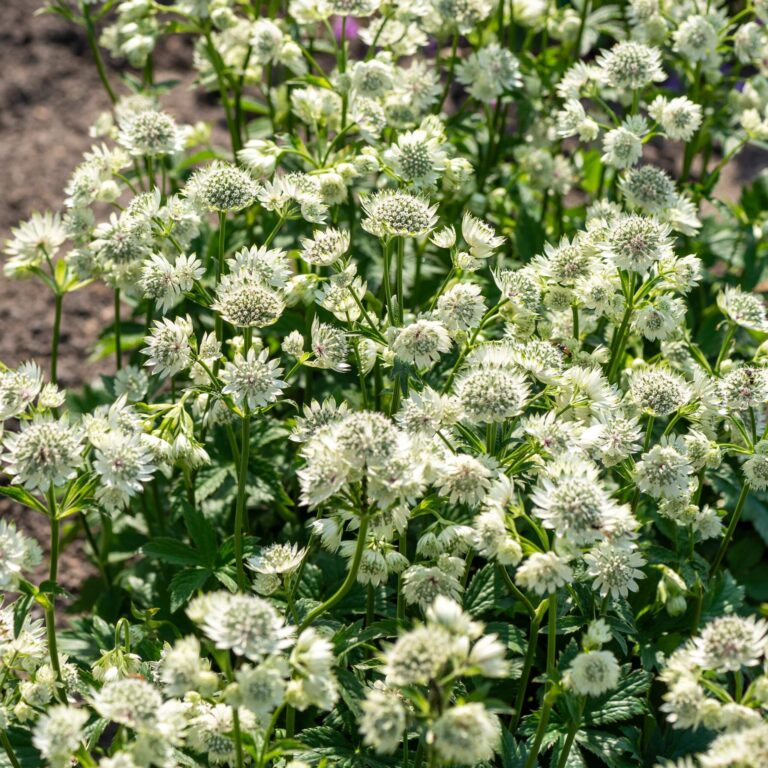 Jarzmianka większa 'Astra White'